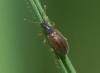 Phyllobius oblongus
